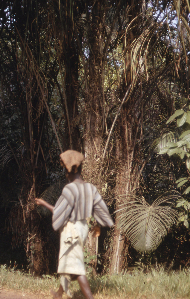 Image of Raffia palms