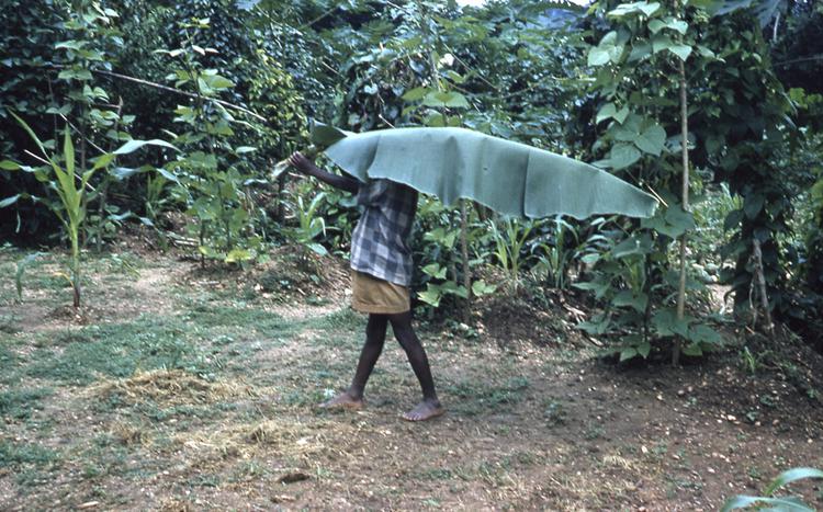 Image of Child with leaf umbrella