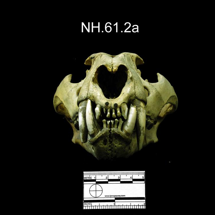 Frontal view of object no. NH.61.2a.