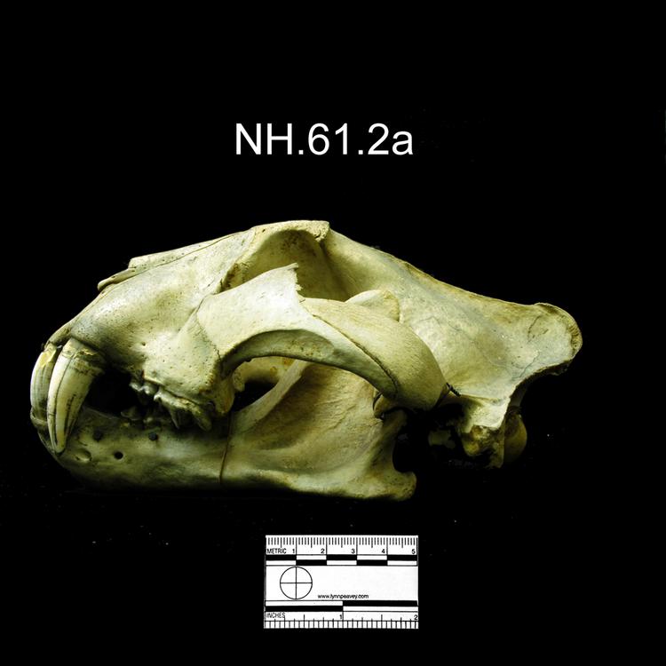 Lateral view from left of object no. NH.61.2a.