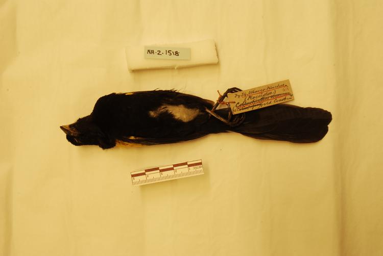 image of Pin-tailed Whydah (Vidua macroura)