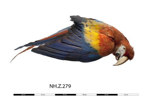 NH.Z.279 - Scarlet Macaw (Ara macao)