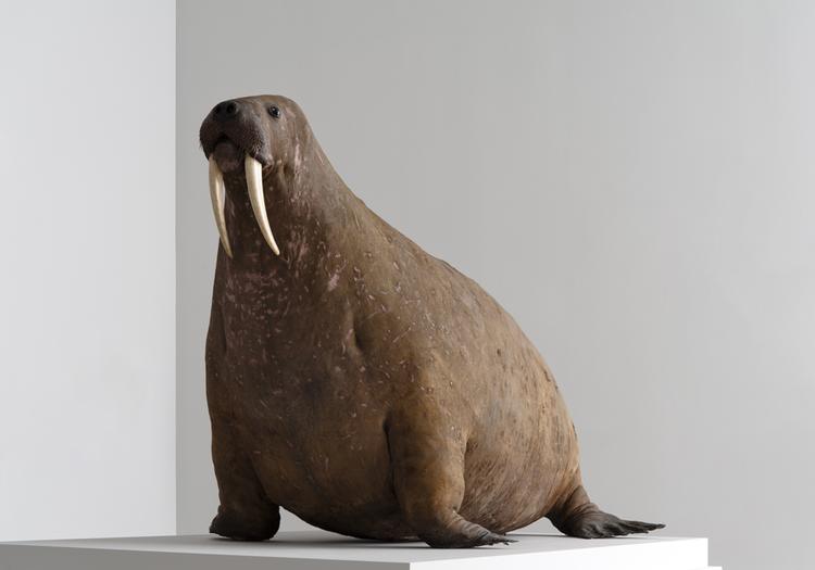 giant stuffed walrus