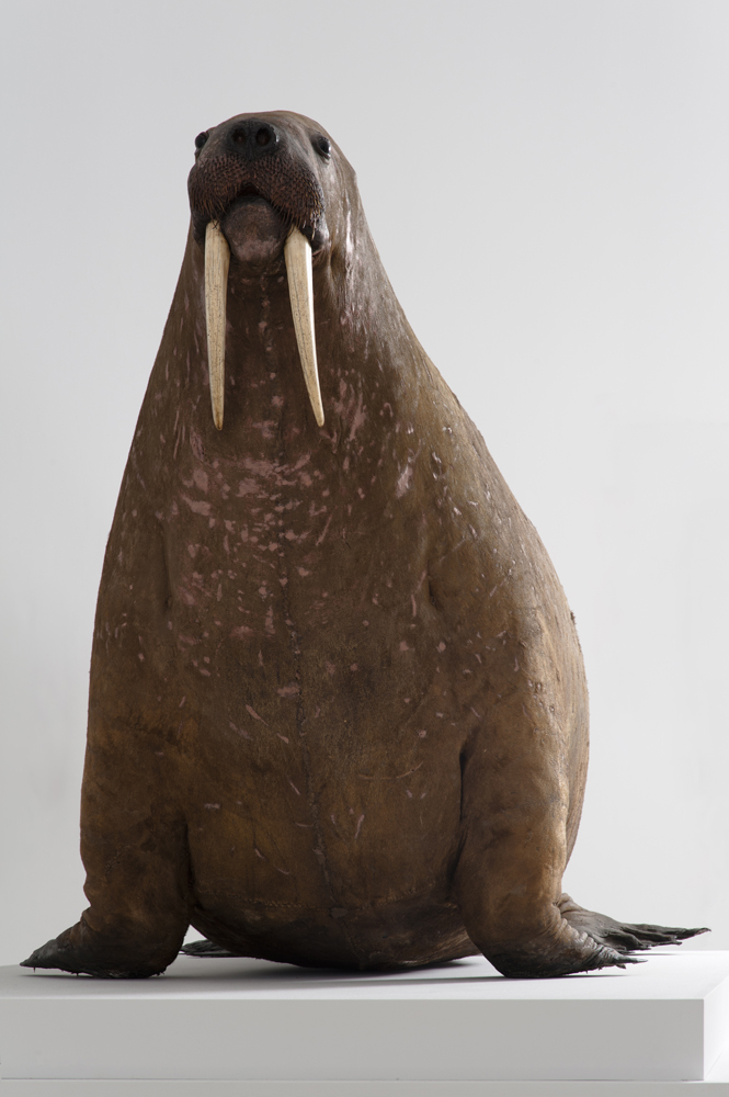 Frontal view of whole of Horniman Museum object no NH.H.44