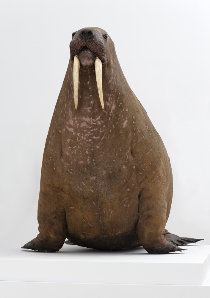 Walrus