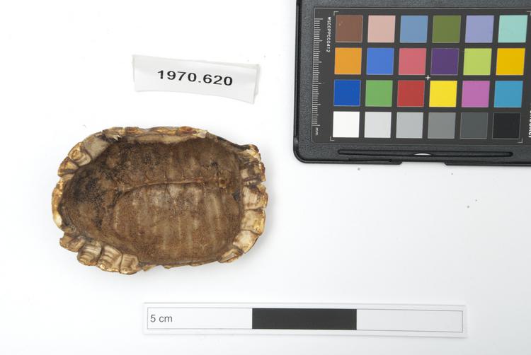 Frontal view of whole of Horniman Museum object no 1970.620