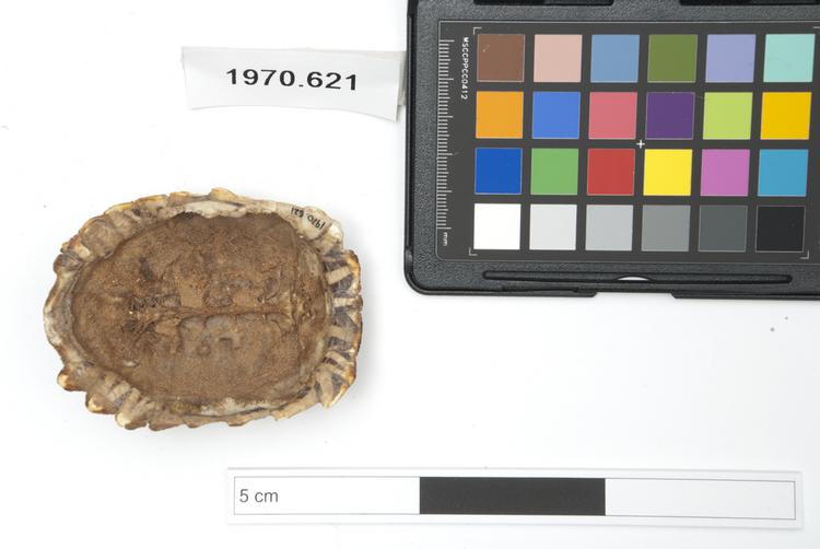 Frontal view of whole of Horniman Museum object no 1970.621