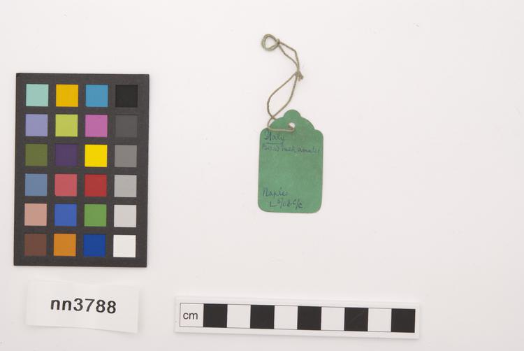 General view of label of Horniman Museum object no nn3788