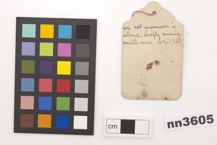 Rear view of label of Horniman Museum object no nn3605