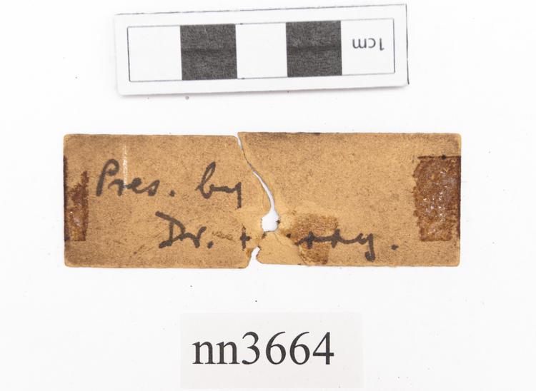 Rear view of label of Horniman Museum object no nn3664