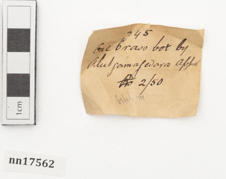 General view of label of Horniman Museum object no nn17562