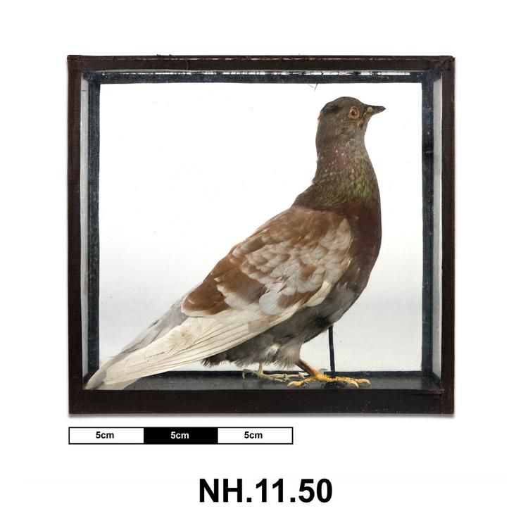 image of Lateral view from right of taxidermy side of Horniman Museum object no NH.11.50