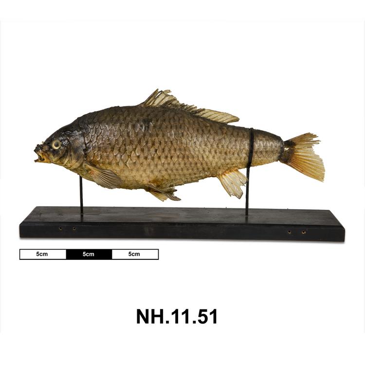Lateral view from left of taxidermy side of Horniman Museum object no NH.11.51