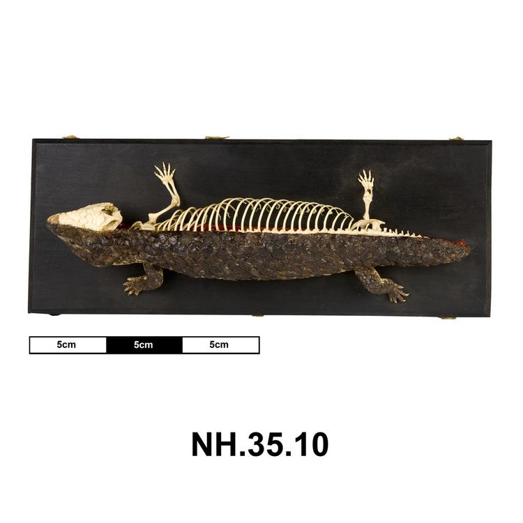 Dorsal view of whole of Horniman Museum object no NH.35.10