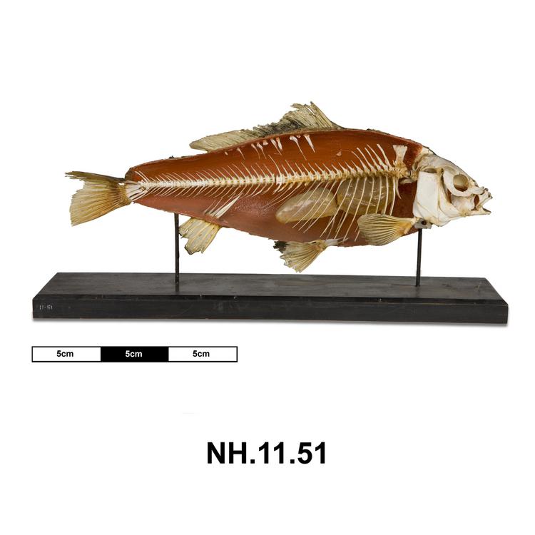 Lateral view from right of skeletal side of Horniman Museum object no NH.11.51