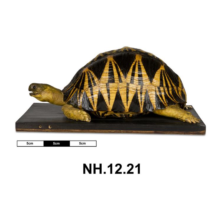 image of Lateral view from left of taxidermy side of Horniman Museum object no NH.12.21