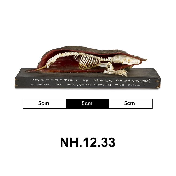Lateral view from left of taxidermy side of Horniman Museum object no NH.12.33