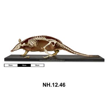 NH.12.46 - Nine-banded Armadillo (Dasypus novemcinctus)