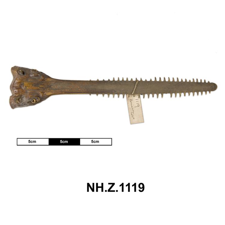 image of Narrow/Knifetooth Sawfish (Anoxypristis cuspidata)