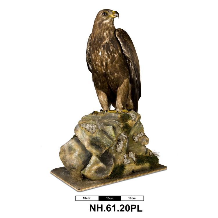 image of Golden Eagle (Aquila chrysaetos)