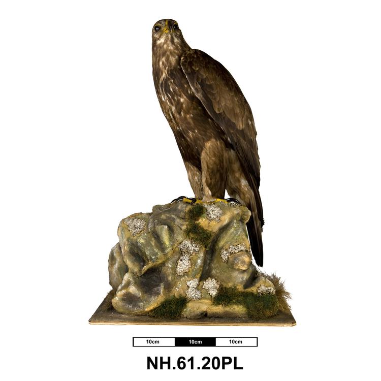 Image of Golden Eagle