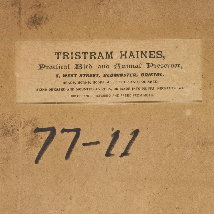 Detail view of label of Horniman Museum object no NH.77.11