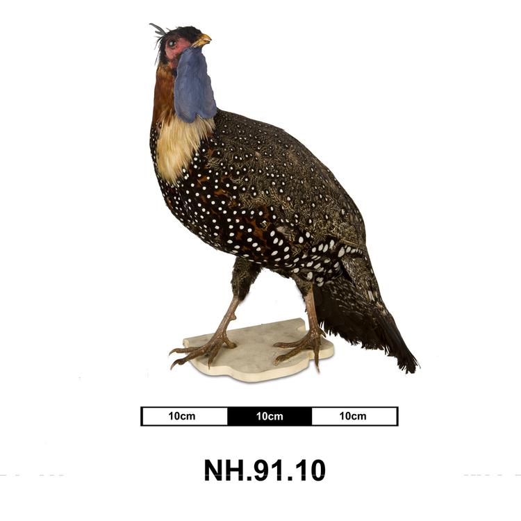 Image of Temminck's Tragopan