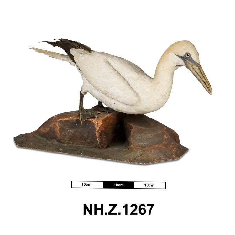 General view of whole of Horniman Museum object no NH.Z.1267