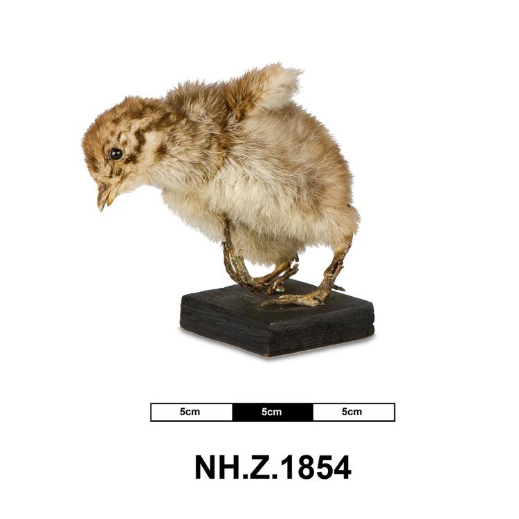 Image of Grey Partridge
