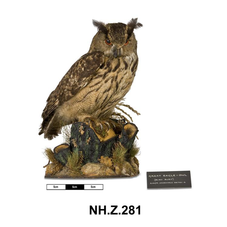 General view of whole of Horniman Museum object no NH.Z.281