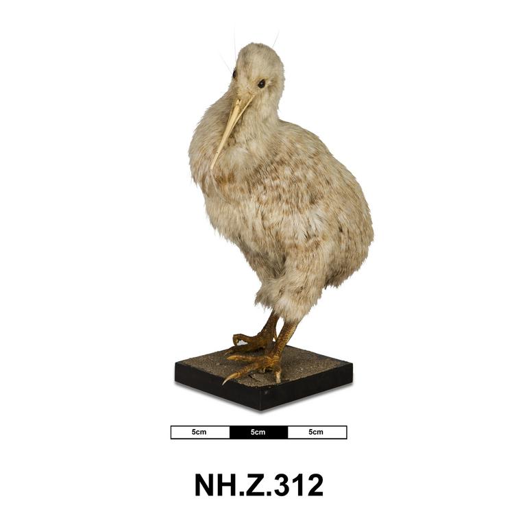 General view of whole of Horniman Museum object no NH.Z.312