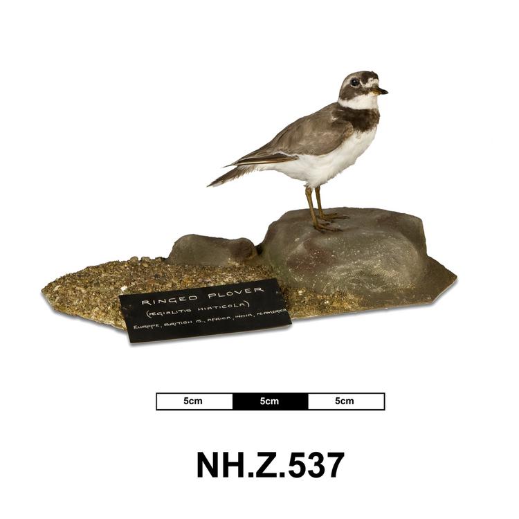 Image of Common Ringed Plover