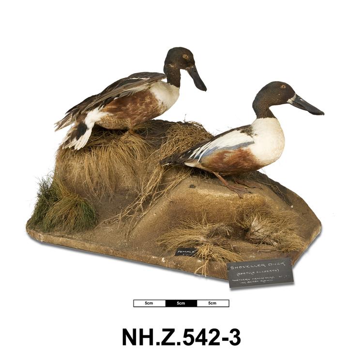 Image of Northern Shoveler