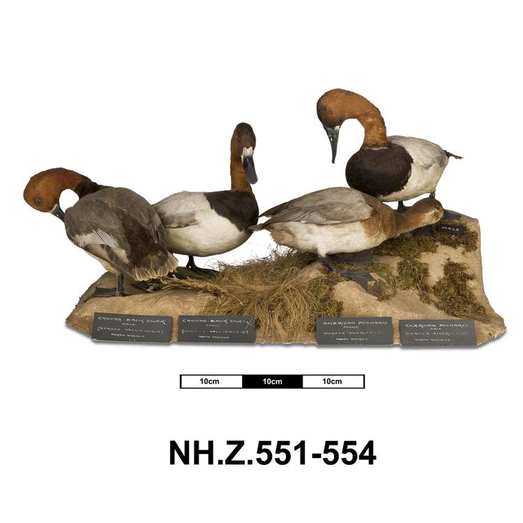 Image of Canvasback