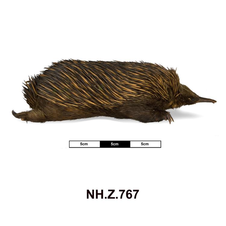 Image of Short-beaked Echidna