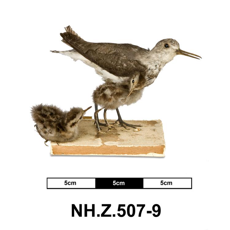 Image of Wood Sandpiper