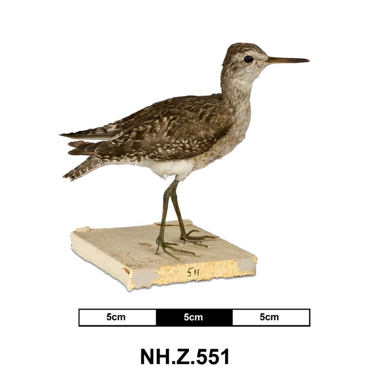 image of Green Sandpiper (Tringa ochropus)