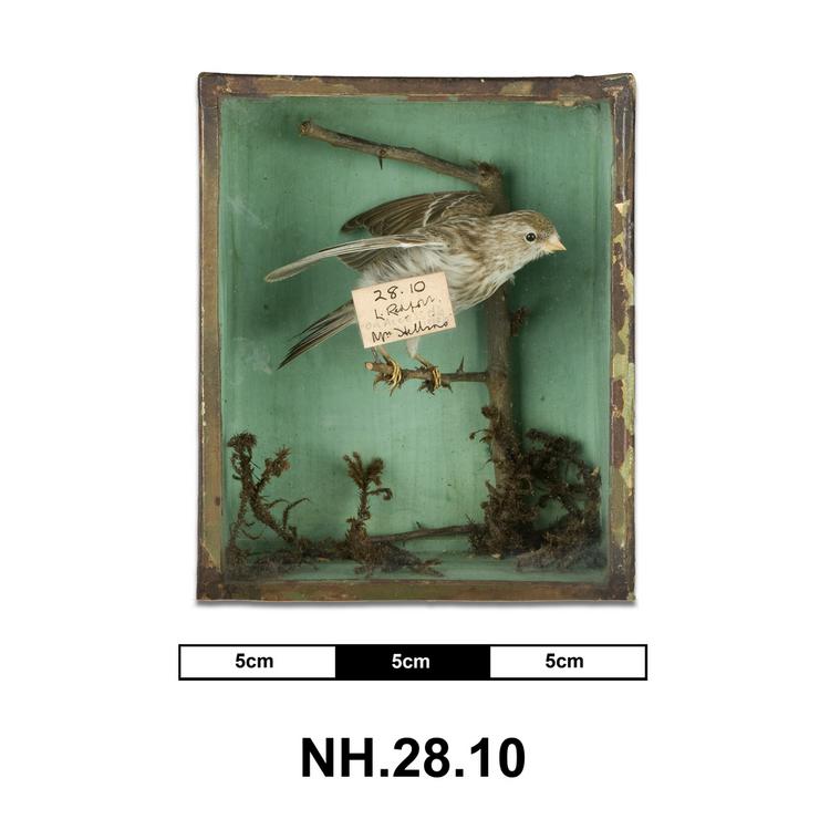 image of General view of whole of Horniman Museum object no NH.28.10
