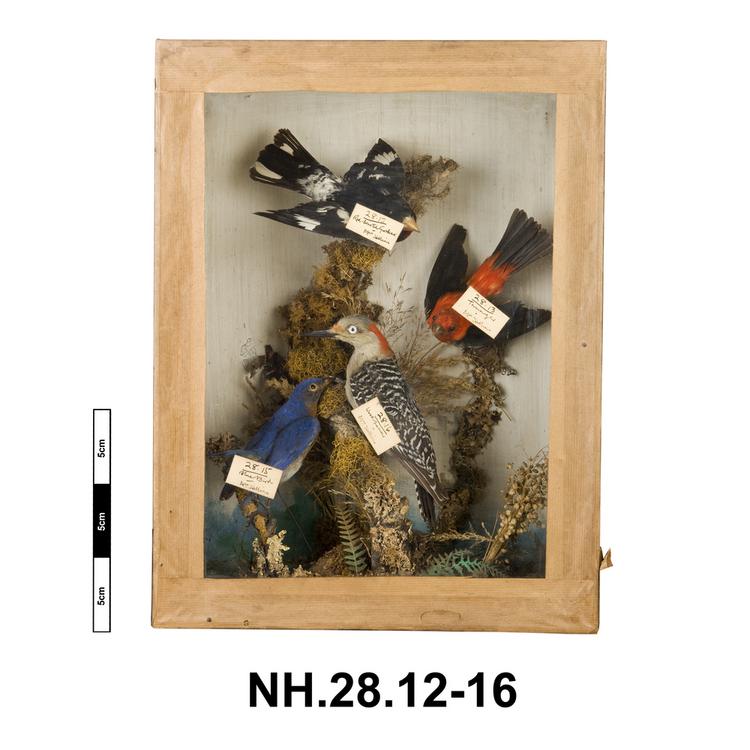 image of General view of whole of Horniman Museum object no NH.28.16