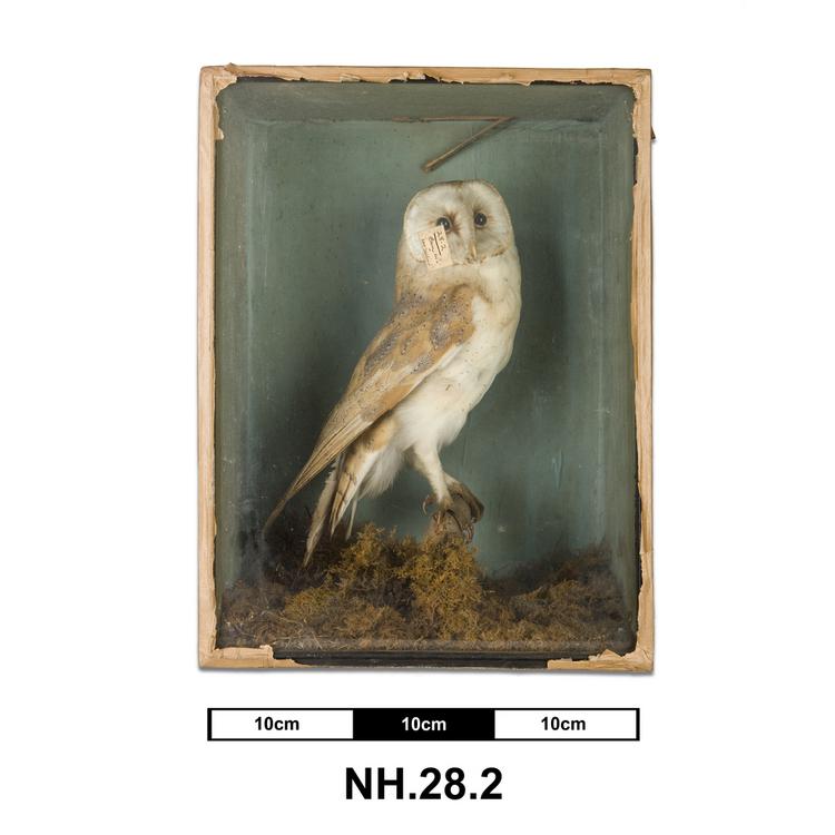 image of General view of whole of Horniman Museum object no NH.28.2