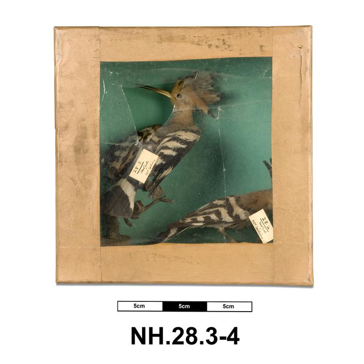 image of General view of whole of Horniman Museum object no NH.28.4