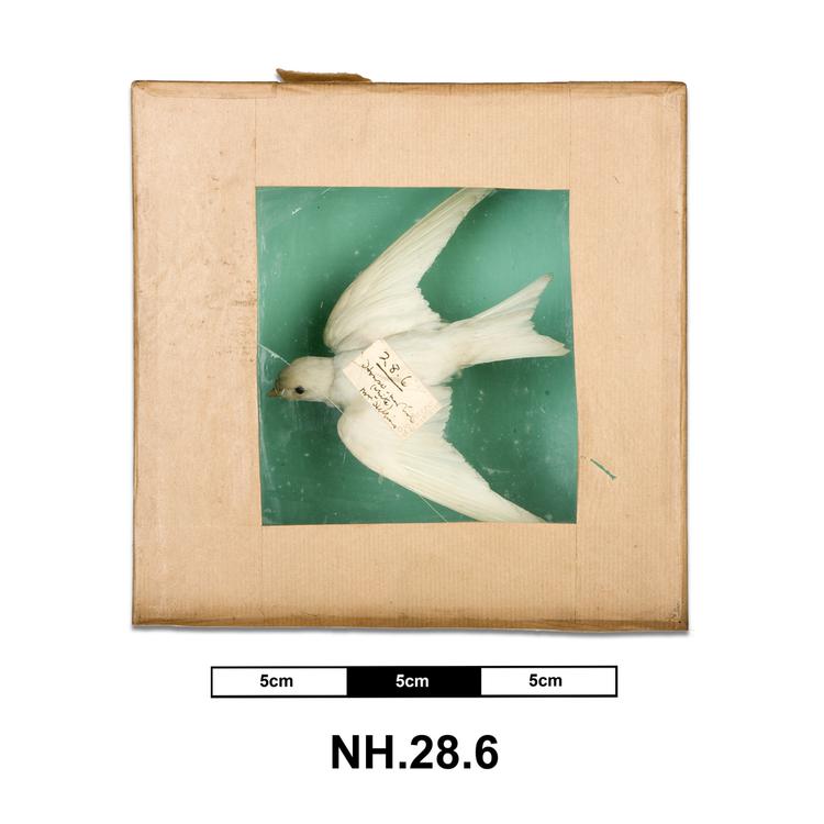 Image of Northern House Martin