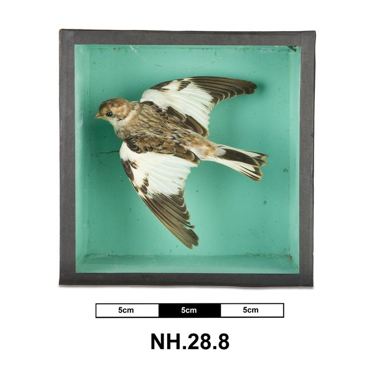 Image of Snow Bunting