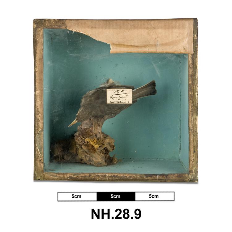 General view of whole of Horniman Museum object no NH.28.9