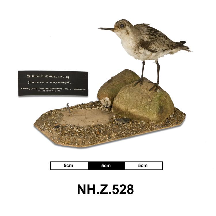 Image of Sanderling