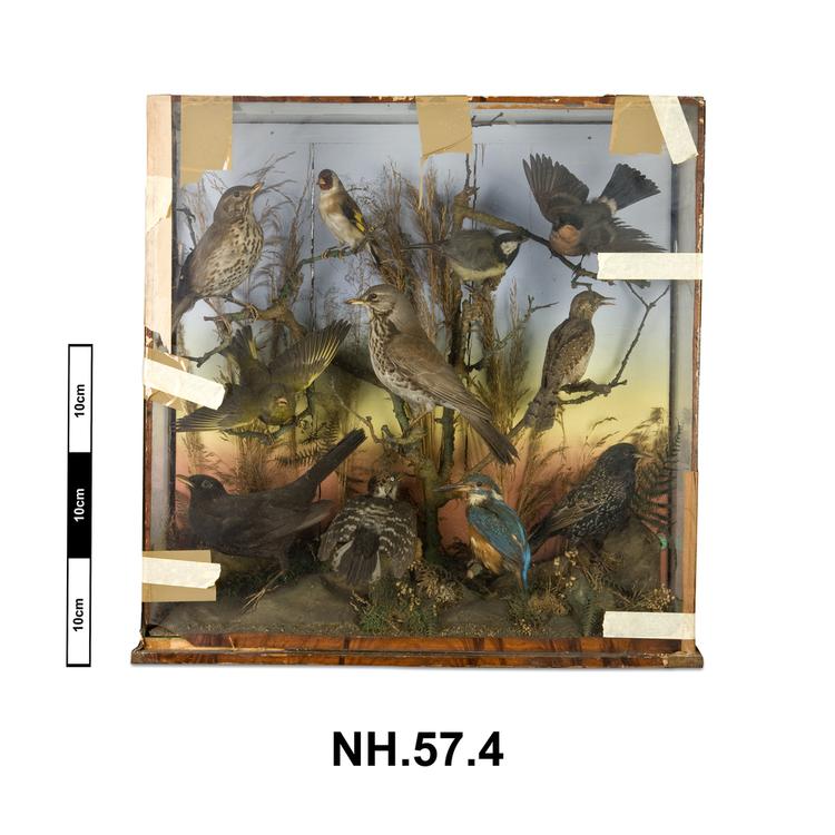 General view of whole of Horniman Museum object no NH.57.4
