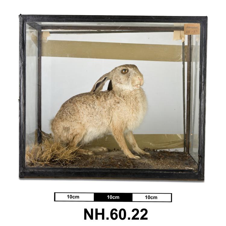 General view of whole of Horniman Museum object no NH.60.22