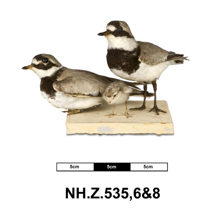 image of Common Ringed Plover (Charadrius hiaticula)