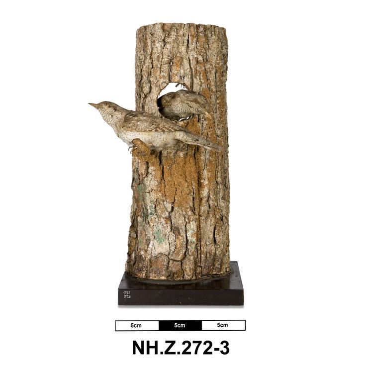 image of Eurasian Wryneck (Jynx torquilla)
