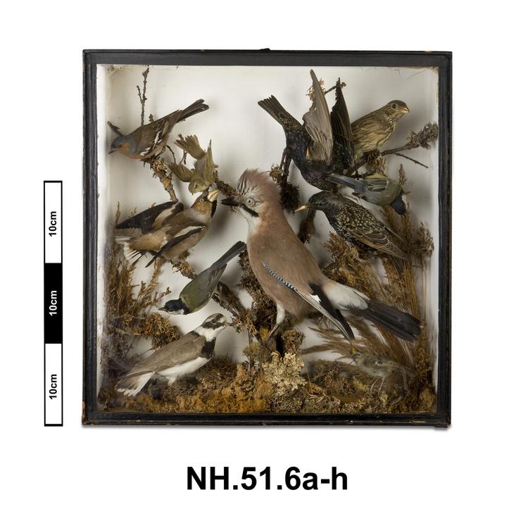 General view of whole of Horniman Museum object no NH.51.6G